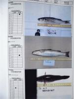 平成６年度 河川水辺の国勢調査（魚介類）揖斐川 報告書