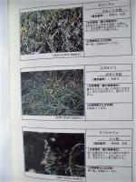 平成９年度 河川水辺の国勢調査（植物）長良川・揖斐川 報告書［保存版］