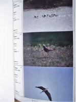 ［2点］ 平成12年度 河川水辺の国勢調査（鳥類）木曽三川 報告書（2-1）、（2-2）