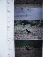 ［2点］ 平成12年度 河川水辺の国勢調査（鳥類）木曽三川 報告書（2-1）、（2-2）