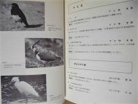 飛騨地方の野鳥目録