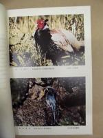 ［2点］ 愛知県の野鳥、名古屋の野鳥