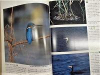 ［2点］ 愛知県の野鳥、名古屋の野鳥
