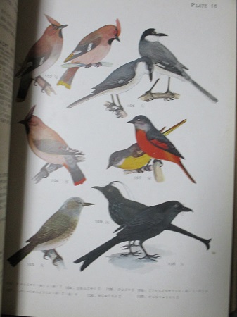 鳥類原色大図鑑