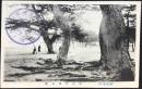 〈絵葉書〉讃岐名所　津田琴林公園