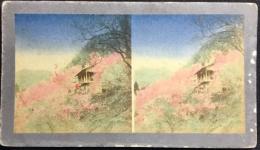 〈ステレオ写真〉大和国　月ヶ瀬ノ梅