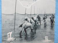 〈絵葉書〉津名所　阿漕土地会社経営　伊勢阿漕浦御殿場?海水浴場