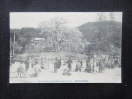 〈絵葉書〉京都円山夜櫻
