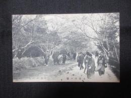 〈絵葉書〉木曽川の櫻