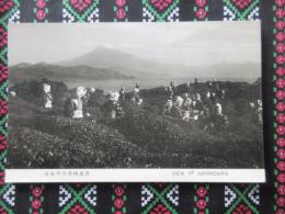 〈絵葉書〉日本平の茶摘風景