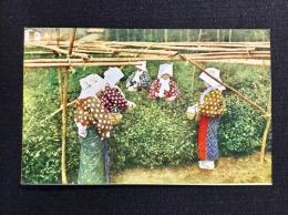 〈絵葉書〉宇治の茶摘み