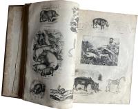 The Pictorial Museum of Animated Nature. Volume 1. Mammalia. Birds.