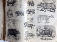 The Pictorial Museum of Animated Nature. Volume 1. Mammalia. Birds.