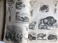 The Pictorial Museum of Animated Nature. Volume 1. Mammalia. Birds.