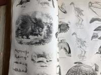 The Pictorial Museum of Animated Nature. Volume 1. Mammalia. Birds.