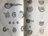 The Pictorial Museum of Animated Nature. Volume 1. Mammalia. Birds.