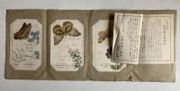 蝶蛾鱗粉転写絵葉書　神の羽衣