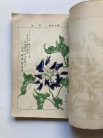 大正７年度　東京朝顔研究会会報