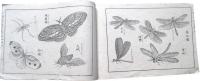 小学普通画学本　乙之部第10