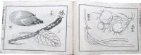 小学普通画学本　乙之部第6