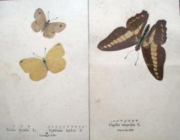 名和昆虫研究所　Nawa Entomological Factory　絵葉書