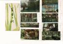 （レトロ絵葉書）苔寺の秋 　絵葉書8枚とタトウ
