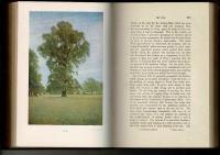 The forest trees of Britain