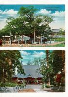 静岡県富士宮市 レトロ絵葉書4枚（大石寺/頼朝公駒上の桜（天然記念物）/工藤左衛門之尉祐経之墓/白糸滝） 
千鳥印