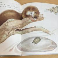 かがくのとも傑作集 いしがめ
