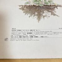 月刊かがくのとも157号「ねっこ」