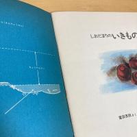 月刊かがくのとも101号「しおだまりのいきもの」