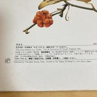 月刊かがくのとも156号「ぞうきばやし」
