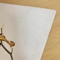 月刊かがくのとも156号「ぞうきばやし」