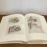 THE ART  OF BEATRIX POTTER