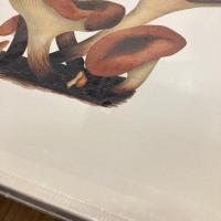ジャン・アンリ・ファーブルのきのこ 221点の水彩画と解説