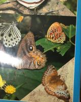 Malaysion Butterflies an　introduciton