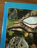 Malaysion Butterflies an　introduciton