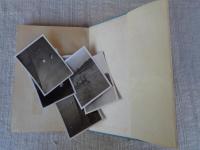 お濠の白鳥 : コブハクチョウとその飼育