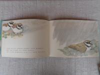 こちどりのおやこ　※絵本のたのしみ付き