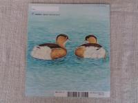 かいつぶりもぐった