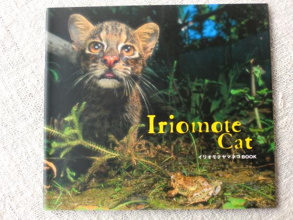 イリオモテヤマネコbook 西表野生生物保護センター 監修 がらんどう 古本 中古本 古書籍の通販は 日本の古本屋 日本の古本屋 イリオモテヤマネコbook 西表野生生物保護センター 監修 がらんどう 古本 中古本 古書籍の通販は 日本の古本屋 日本の古本屋