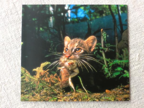 【レア】 イリオモテヤマネコ 専門書 イリオモテヤマネコBOOK(西表野生生物保護センター / 監修