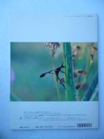 「ぼくが見たハチ」　月刊たくさんのふしぎ　1998年8月号　第161号