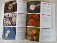 梅と桜