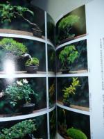 季刊「銀花」 第131号 秋　特集 掌中の森 小盆栽の愉快／人形師ホリ・ヒロシ編 谷崎潤一郎の雪月花