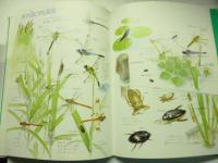 昆虫 : 小さな虫たちのせかい　(絵本図鑑シリーズ)