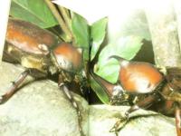 カブトムシ : ぞうき林に全員集合！　(ジュニア写真動物記)