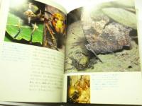 カブトムシ : ぞうき林に全員集合！　(ジュニア写真動物記)