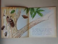 かぶとむし　《かがくのとも》1971年9月　はじめてであう科学絵本 29号　●折り込み付録付き