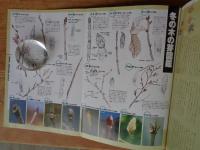 野花 のばな①　特集：秋の野に香る野菊考　野草図鑑の徹底研究　（四季の写真特別編集）